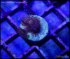 zoanthids2015-01-10-06-13-33.jpg