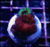 elite_reef_coral_DSC9907.JPG