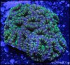 elite_reef_coral_DSC9924.JPG