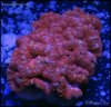 elite_reef_coral_DSC9926.JPG