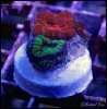elite_reef_coral_DSC9928.JPG