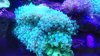 Bubble tip anemone.jpg