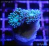 elite_reef_frag_DSC0117.JPG