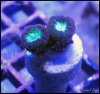 elite_reef_frag_DSC0122.JPG