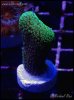 elite_reef_frag_DSC0137.JPG