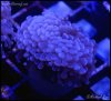 elite_reef_frag_DSC0143.JPG