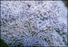 elite_reef_frag2015-07-24 23.57.33.jpg