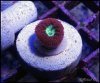 elite_reef_frag2015-07-24 23.58.34-1.jpg