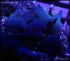 elite_reef_frag2015-07-24 23.58.48.jpg