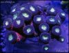 elite_reef_frag2015-07-24 23.59.35-1.jpg