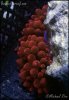 elite_reef_frag2015-07-25 00.00.38.jpg
