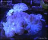 elite_reef_frag2015-07-25 00.01.04.jpg