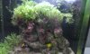 my aquarium fish 020.jpg