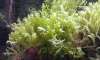 my aquarium fish 024.jpg