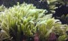 my aquarium fish 025.jpg
