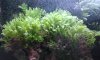my aquarium fish 021.jpg