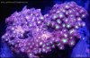 blastomussa_dsc9317.jpg