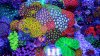 Zoa_Garden.jpg