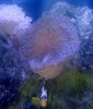 anemone.jpg