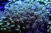 _DSC0894.JPG