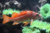 fish-927002_1920.jpg