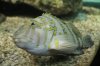aquarium-1073862_1920.jpg