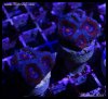 elite_reef_frags_DSC1124.JPG