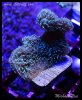 elite_reef_frags_DSC1126.JPG