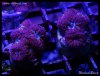 elite_reef_frags_DSC1128.JPG