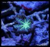elite_reef_frags_DSC1133.JPG