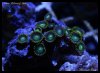 elite_reef_frags_DSC1134.JPG