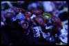 elite_reef_frags_DSC1137.JPG