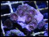 elite_reef_frags_DSC1139.JPG
