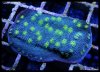 elite_reef_DSC1143.JPG
