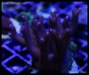 elite_reef_DSC1145.JPG