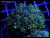 elite_reef_DSC1163.JPG