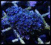 elite_reef_DSC1171.JPG