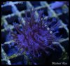 elite_reef_DSC1172.JPG