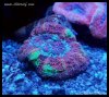 elite_reef2016-03-03 16.26.44.jpg