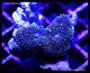 elite_reef__DSC1284.JPG