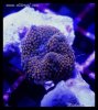elite_reef__DSC1285.JPG
