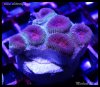 elite_reef__DSC1287.JPG