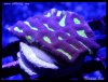 elite_reef__DSC1290.JPG