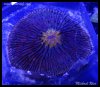 elite_reef__DSC1291.JPG