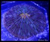 elite_reef__DSC1294.JPG