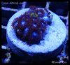elite_reef_DSC1297.JPG
