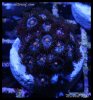 elite_reef_DSC1300.JPG