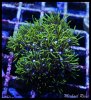 elite_reef_DSC1301.JPG