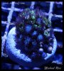 elite_reef_DSC1303.JPG
