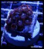 elite_reef_DSC1305.JPG